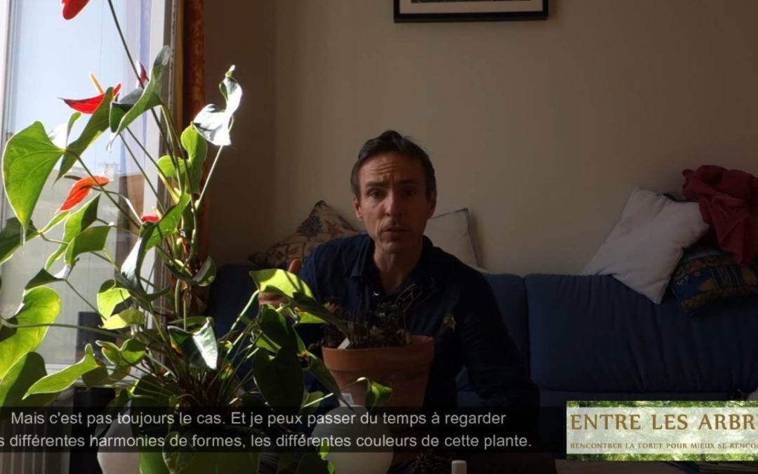 Pratiquer la sylvothérapie chez soi