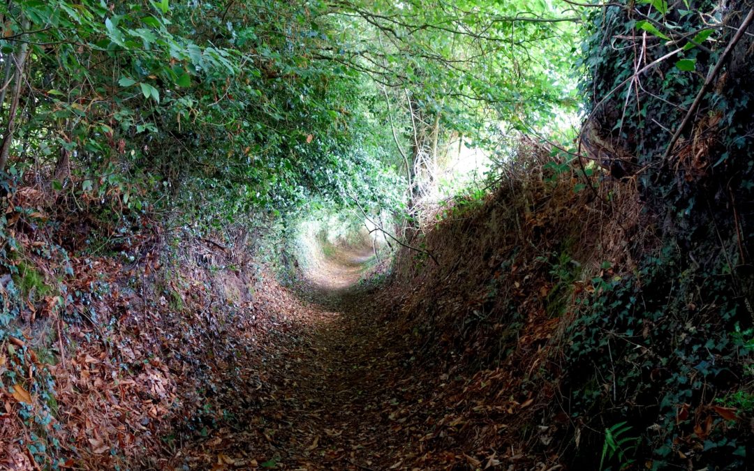 La forêt, un catalyseur de transitions individuelles et collectives