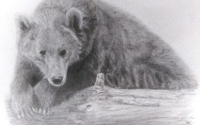 Stage « Animal, miroir de mes dons »